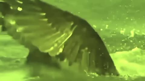 Strange Eagle Attack Under Sea