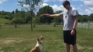Black dog jumps over dog to try and touch hand of owner