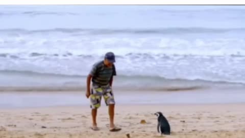 Penguin swims 5000 miles to meet his human😘 friend who saved his life!