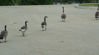 Ducks crossing Streets In Car Stop