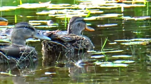 Mallard Ducks