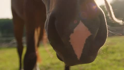 Cute or goofy extreme closeup of horse's nose in pristine meadow