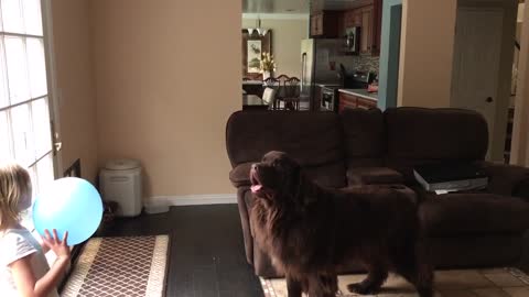 Girl Cannot Get Enough Of Playing Balloon Volleyball With Her Dog