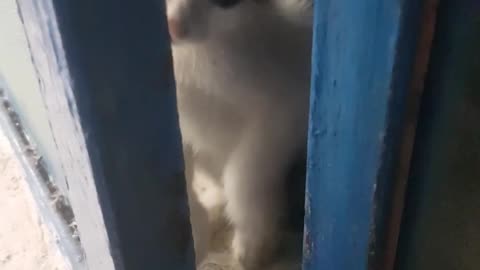 Playing beautiful kitten