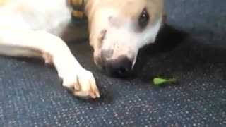 Dog and Praying Mantis become best friends