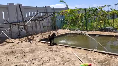 puppy playing with water