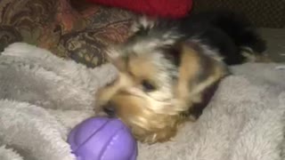 Tilly chomping her ball