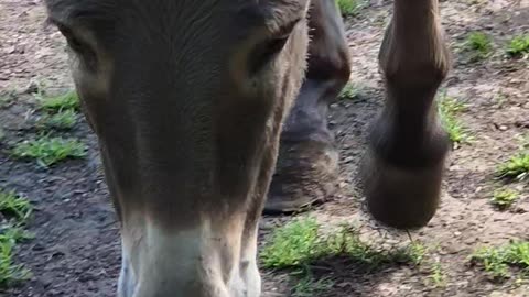 World's beautiful donkey