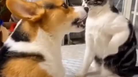 FUNNY !!! CAT BOXING DOG !!!