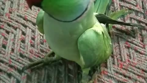 Talking parrot ❤️ | parrot cute video 🥰