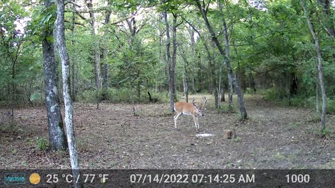 Trail cam