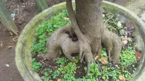 PLANT BONSAI TREE IN POT