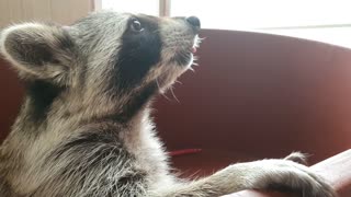 Raccoon chows down on tasty pear treat
