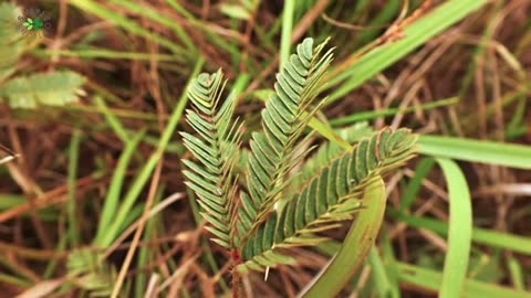 Touch Me Not aka Sensitive Plant to treat Kidney Stones