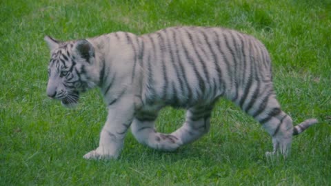 Snow Leopard