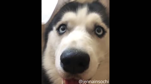 husky funny video