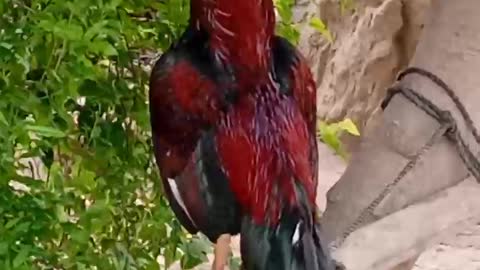 Beautiful rooster