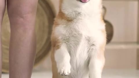 Cute baby Dog 🐕#shorts Corgi