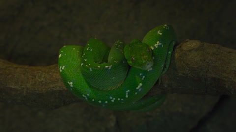 Beautiful Green Snake......