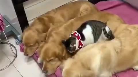 Cute Beautiful Puppy Dogs