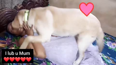 Dog love girl | dog kiss girl || dog play with girl