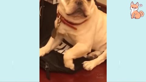 Funny Dog Videos - Try Not To Laugh