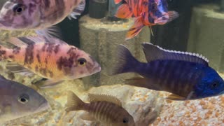 Cichlids Heaven