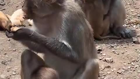 monkey and bananas