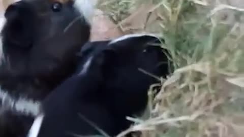 two cute hamsters eating their food