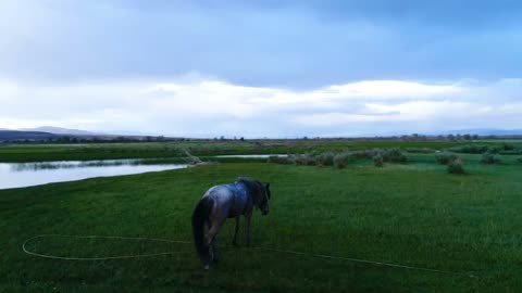 Walking Horse. The horse moves slowly against the background of the grazing herd