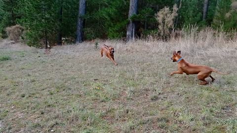 Happy Rhodesian Ridgeback Pup & Dog's Long Run