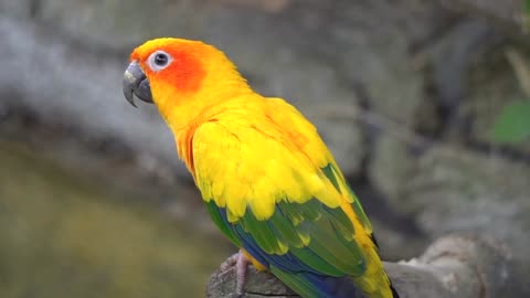 Parrot bird sounds2