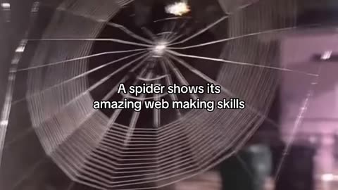 SPIDER WEB | SPIDER IS A REAL WEB DEVELOPER | IMPRESSIVE