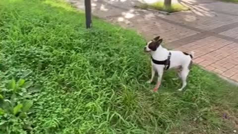 Providing water to the puppy