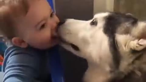 Respect dog. A dog play with 👶 baby.