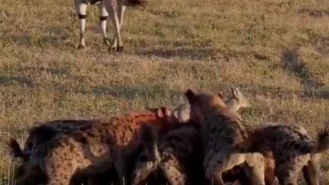 A Rare Encounter of Hyena Feasting