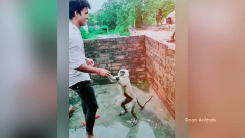 Funny animals video 2022 Crazy monkey video 🤣