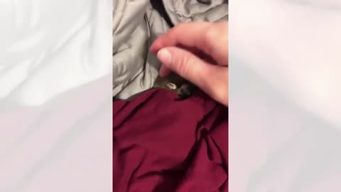 Bird Won't Sleep Unless Someone Tuck Her In