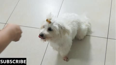 Woman Dog Owner Training Pet To Sit and wait