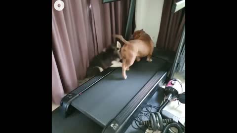 Funny dogs are Running in Treadmill