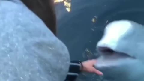 Beluga whale finds her phone!! 💦📱