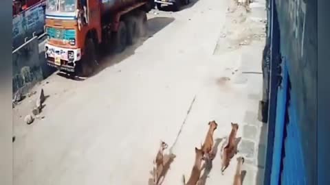 Tiger attack / Dog vs Tiger CCTV footage in cought
