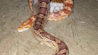 Pit Bull with Corn Snakes