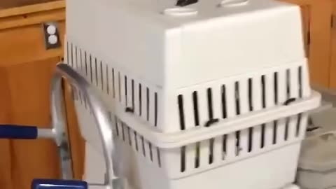 THIS PARROT CRIES 🤣LIKE A BABY!