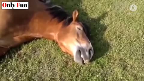 Amazing Horse Funny Video 2021