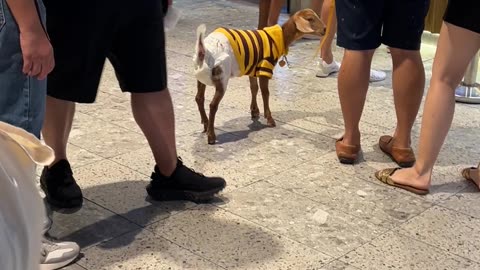 Diapered Goat On A Leash