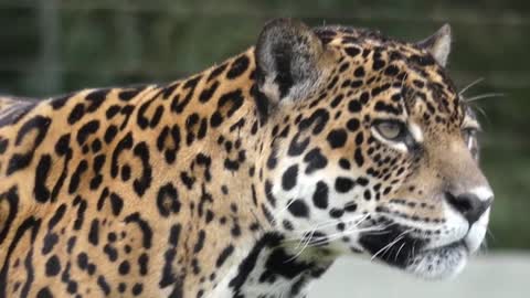 The jaguar painted Brazilian wetland fauna.