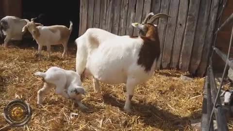 Suckling Babygoat