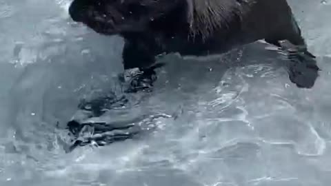 PUG TRYS SWIMMING FIR FIRST TIME 🐕