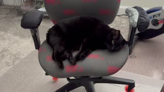 Adopting a Cat from a Shelter Vlog - Cute Precious Piper is a Very Dedicated Office Manager